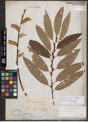 Salix burjatica Nasarow